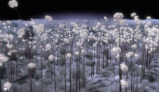 Planeta_cottonfield
