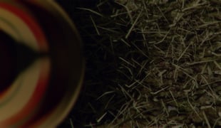 In_the_tall_grass_still_1