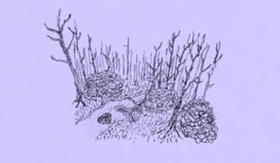 Walkingforest_still1