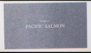 Jchien_pacificsalmon_02