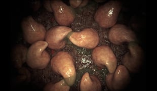 Saftstill1