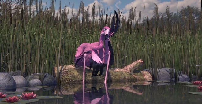 Flamingo2