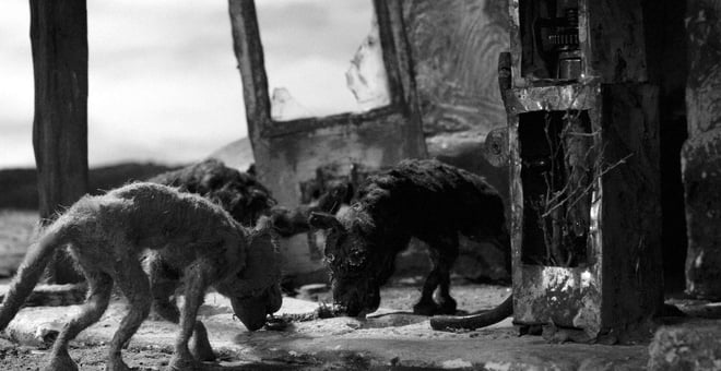 Canis_04