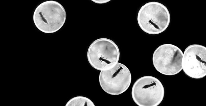 Small_insects