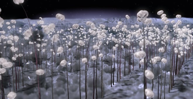 Planeta_cottonfield