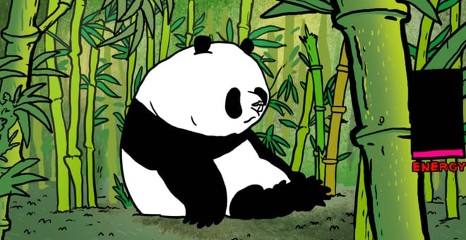 Pandy_8
