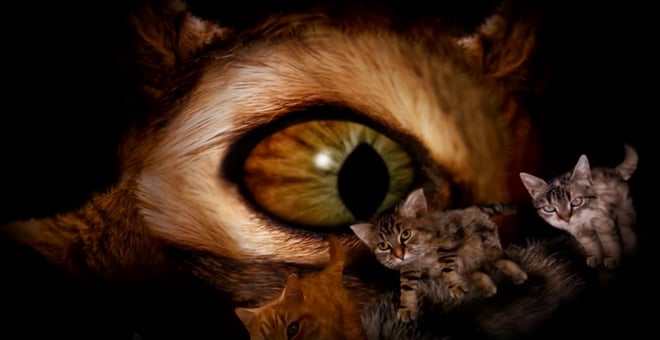 Run_the_jewels_meowpurrdy_1
