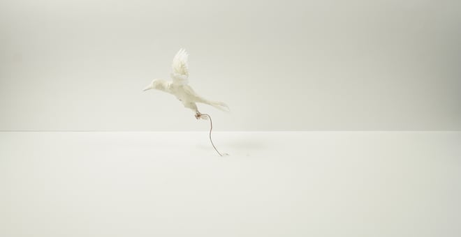 Still_frame_1