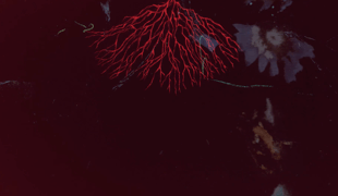 Cables_femina